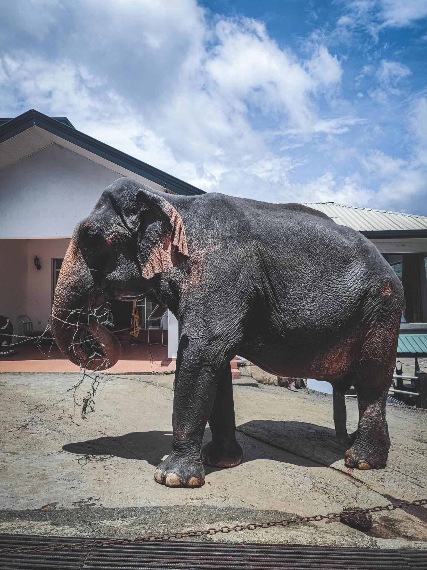 Hotel Elephant Park - New Deal! Half Off Airport Pickups Available Pinnawala  Esterno foto