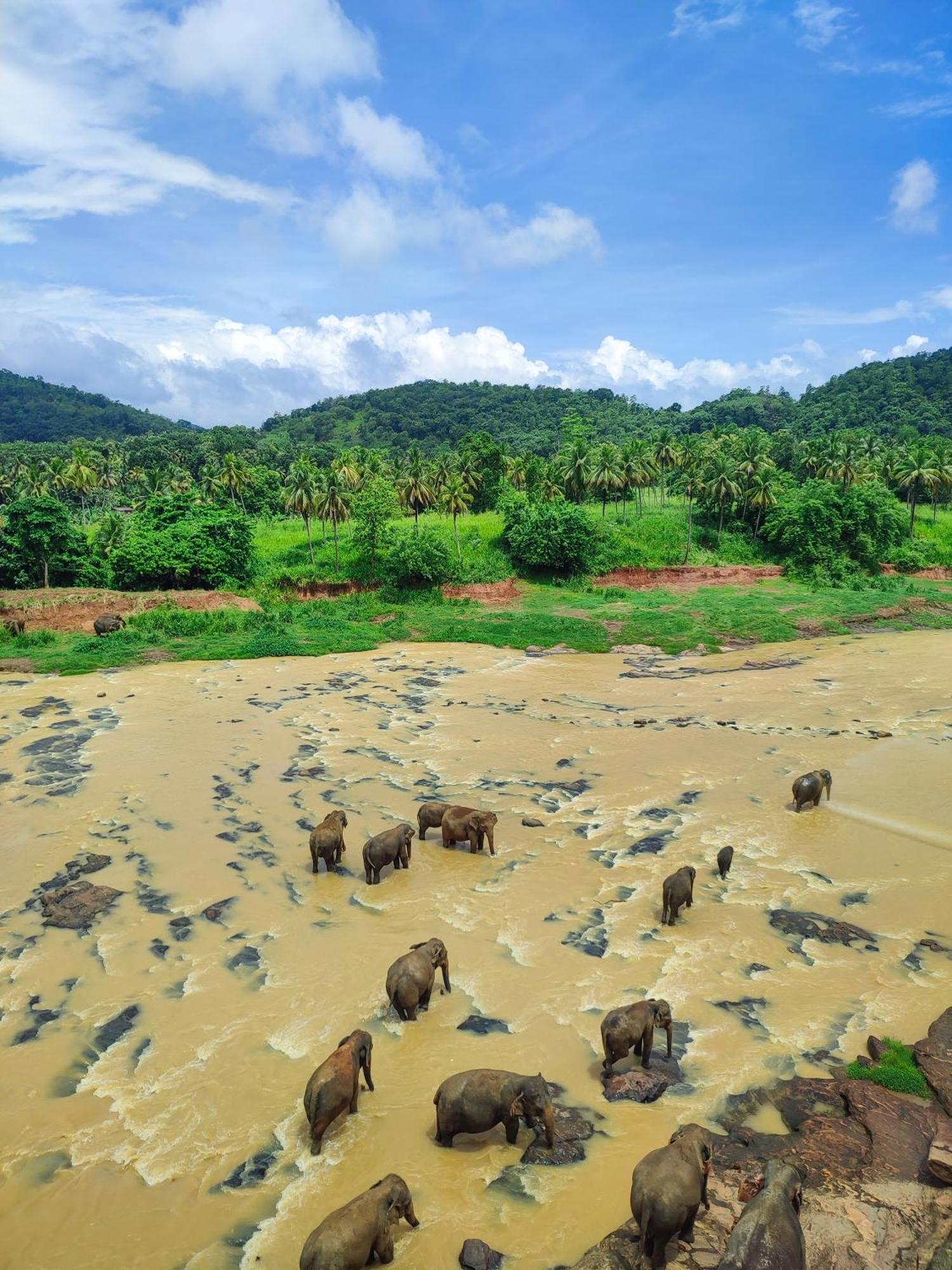 Hotel Elephant Park "Grand Royal Pinnalanda" Pinnawala  Esterno foto