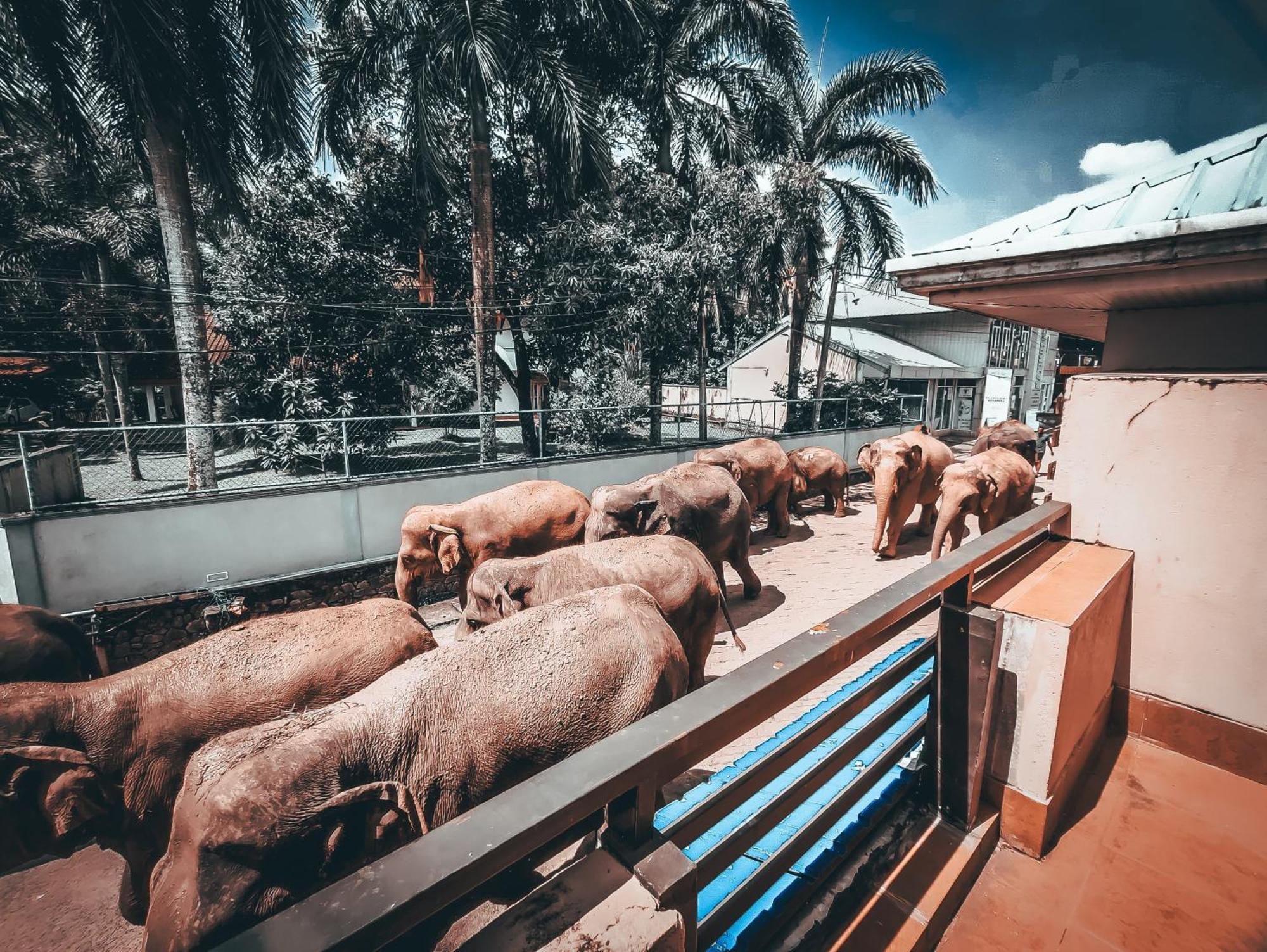 Hotel Elephant Park - New Deal! Half Off Airport Pickups Available Pinnawala  Esterno foto
