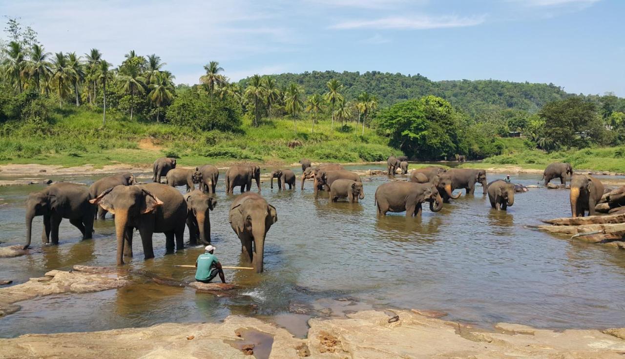 Hotel Elephant Park "Grand Royal Pinnalanda" Pinnawala  Esterno foto