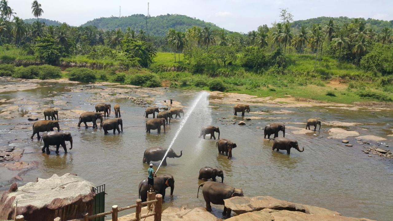 Hotel Elephant Park - New Deal! Half Off Airport Pickups Available Pinnawala  Esterno foto